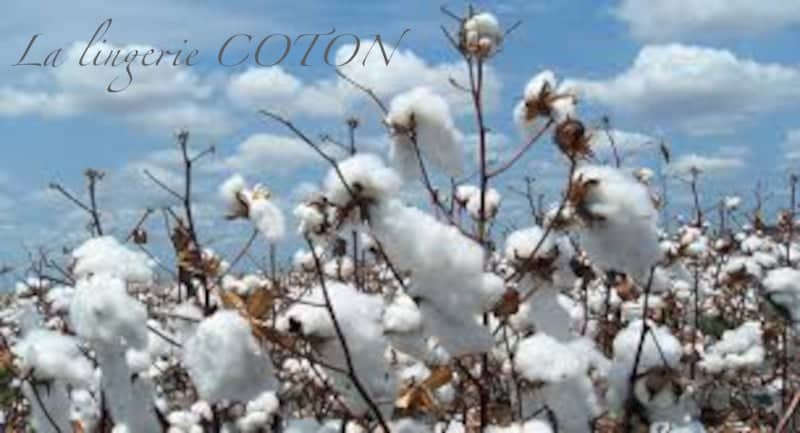 la-lingerie-en-coton-fibre-naturelle-eco-responsable