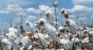 la-lingerie-en-coton-fibre-naturelle-eco-responsable